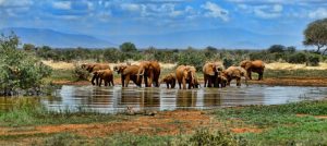 Safari en Afrique du Sud : vivez une aventure hors du commun