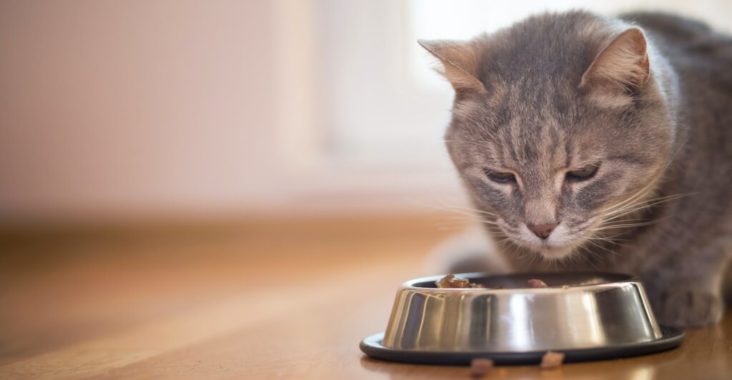 Un chat peut-il manger uniquement des croquettes sans céréales ?